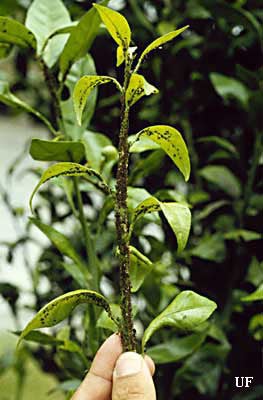 Brown Citrus Aphid