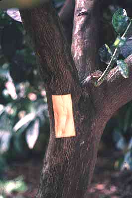 Brown Citrus Aphid