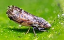 CISR asian_citrus_psyllid_thumb_0